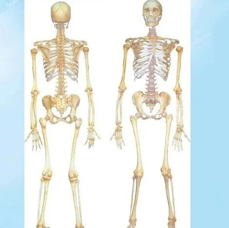 47张速记高清解剖图谱，康复必备收藏篇！