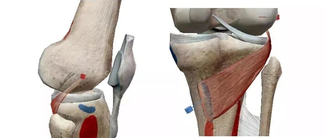 膝关节3D全彩解剖图谱，解剖学老师推荐的！