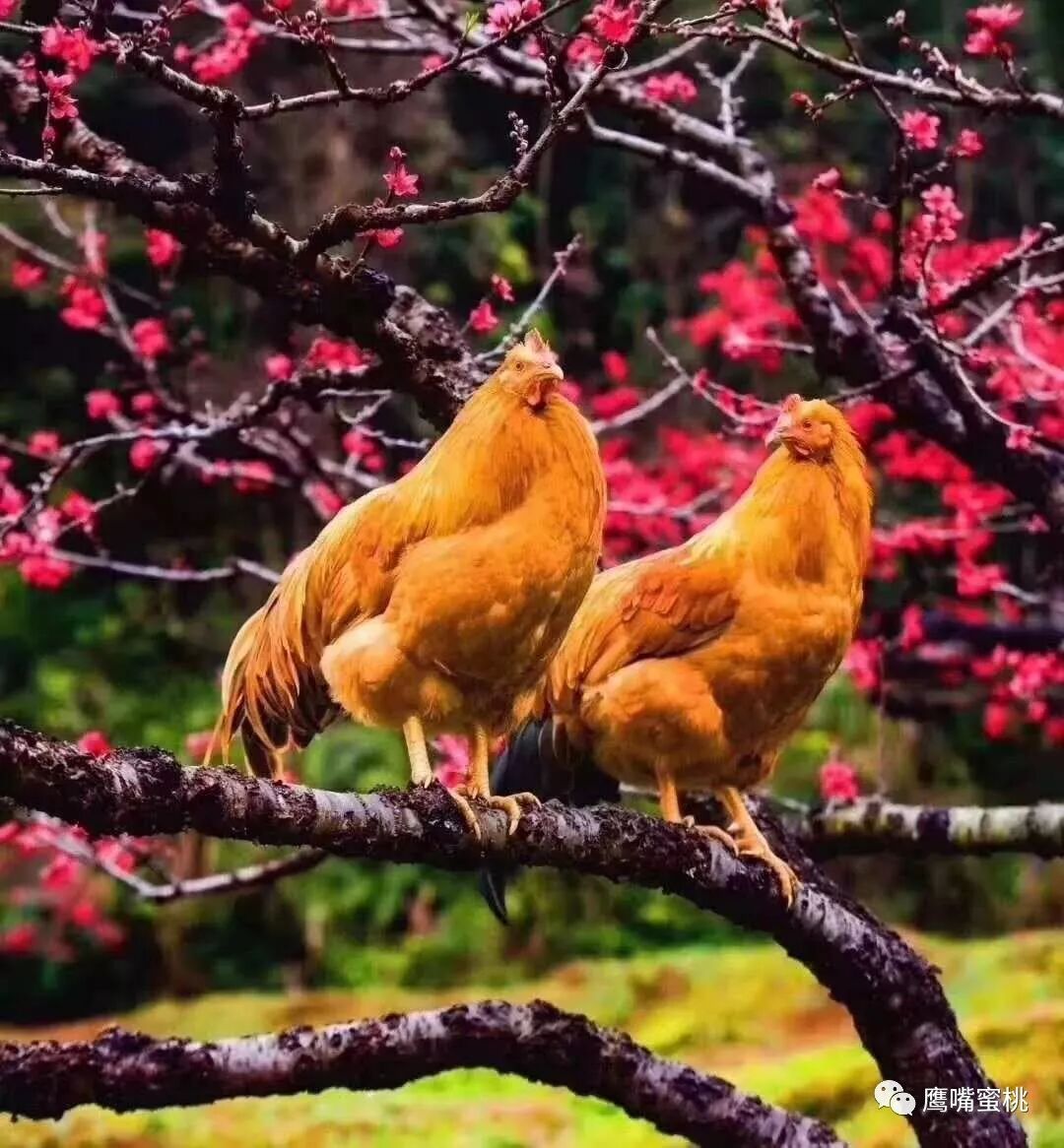 640?wx_fmt=jpeg&tp=webp&wxfrom=5&wx_lazy=1&wx_co=1