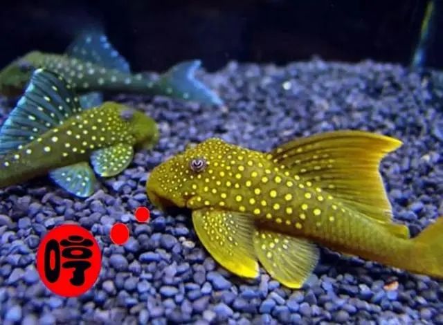 短鲷进食_被摔男婴能进食_十二指肠溃疡止血一周 进食后