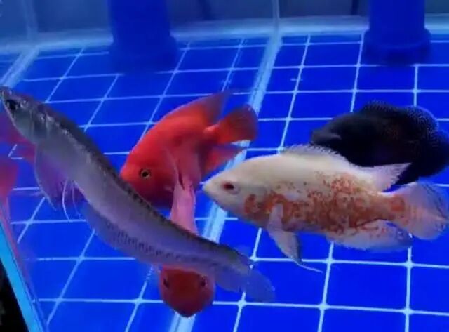 观赏鱼死鱼原因分析_鱼发黑然后死了_鱼缸死鱼处理方法