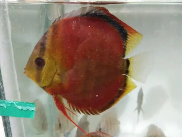 鱼缸死鱼处理方法_鱼发黑然后死了_观赏鱼死鱼原因分析