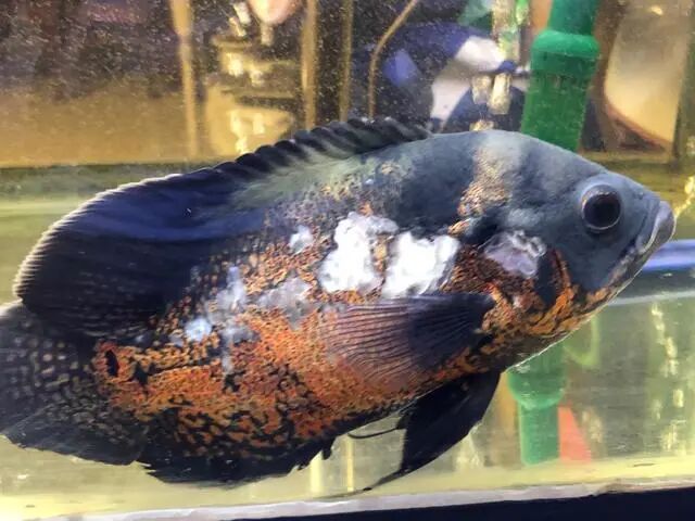 鱼发黑然后死了_观赏鱼死鱼原因分析_鱼缸死鱼处理方法