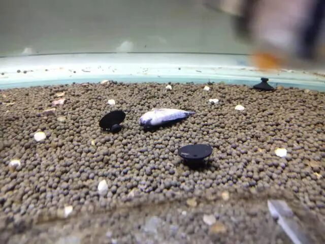 观赏鱼死鱼原因分析_鱼缸死鱼处理方法_鱼发黑然后死了