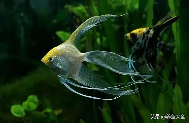 巴西鲷能吃吗_鹩哥嘴长好还是嘴短好_巴西短嘴鲷