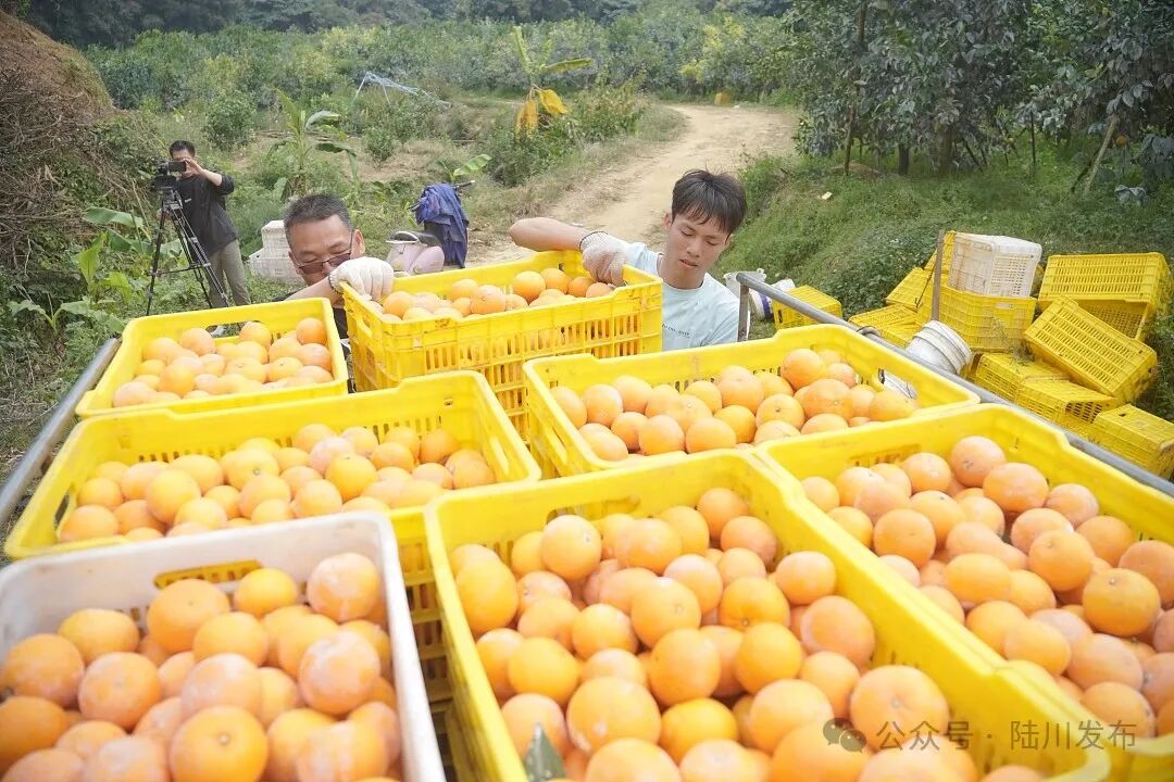 平乐镇沃柑丰收果飘香唱响乡村富民曲