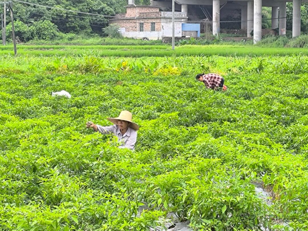 大桥镇大桥村:辣椒采摘忙 增收"钱"景广