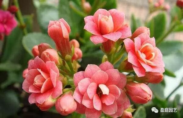 阳光普照 新的一年里 盈庭园艺带您识花卉 盈庭园艺 微信公众号文章阅读 Wemp
