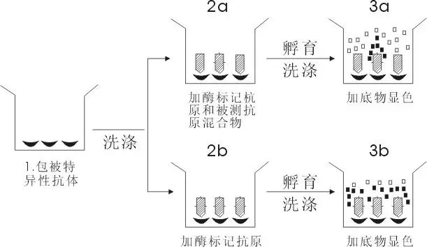 1. 雙抗體夾心法測抗原 2.