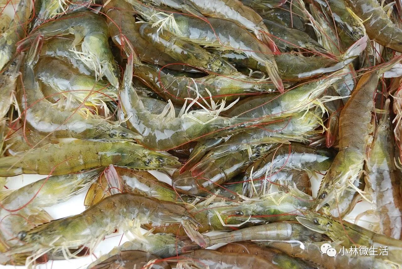 我们常见的青虾,河虾,草虾,小龙虾等都是淡水虾;对虾,明虾,基维虾