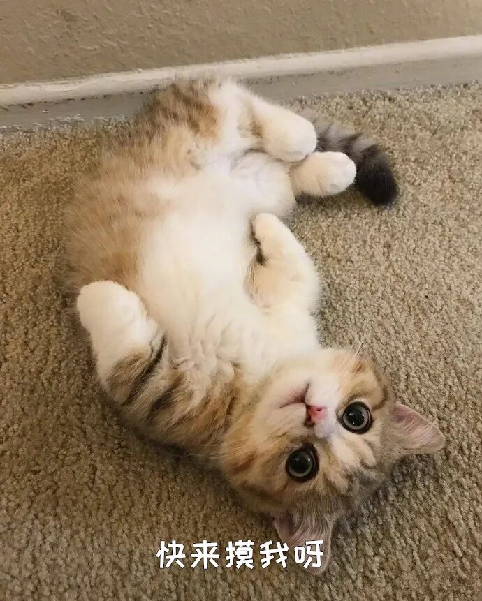 华元宠物吸猫猫咪朝你露出肚皮的7种含义可不仅仅是为了求摸哟