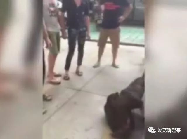 斗狗比赛输了，狗主人居然做出如此的举动···