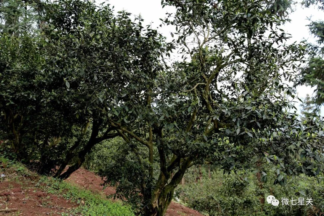 茶叶种植_茶叶种植土壤条件_茶叶种植管理技术和施肥方法