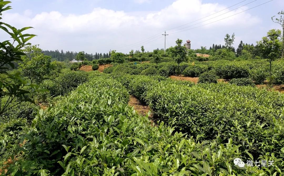 茶叶种植土壤条件_茶叶种植_茶叶种植管理技术和施肥方法