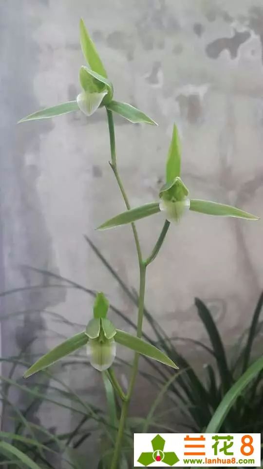 屈原要很多兰花,孔子只要一朵!