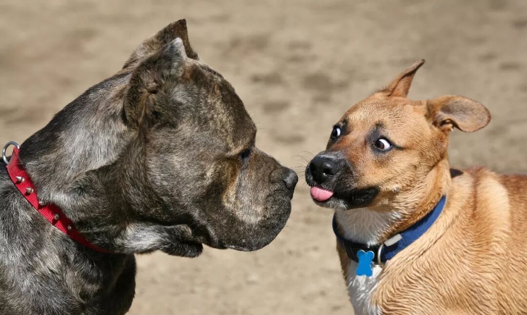 叶檀中美贸易战美国拉拢欧盟日本对中国形成包围圈