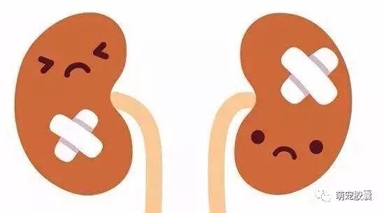 V-health】认识猫的慢性肾病（CKD） - 萌宠胶囊 微信公众号文章阅读- WeMP