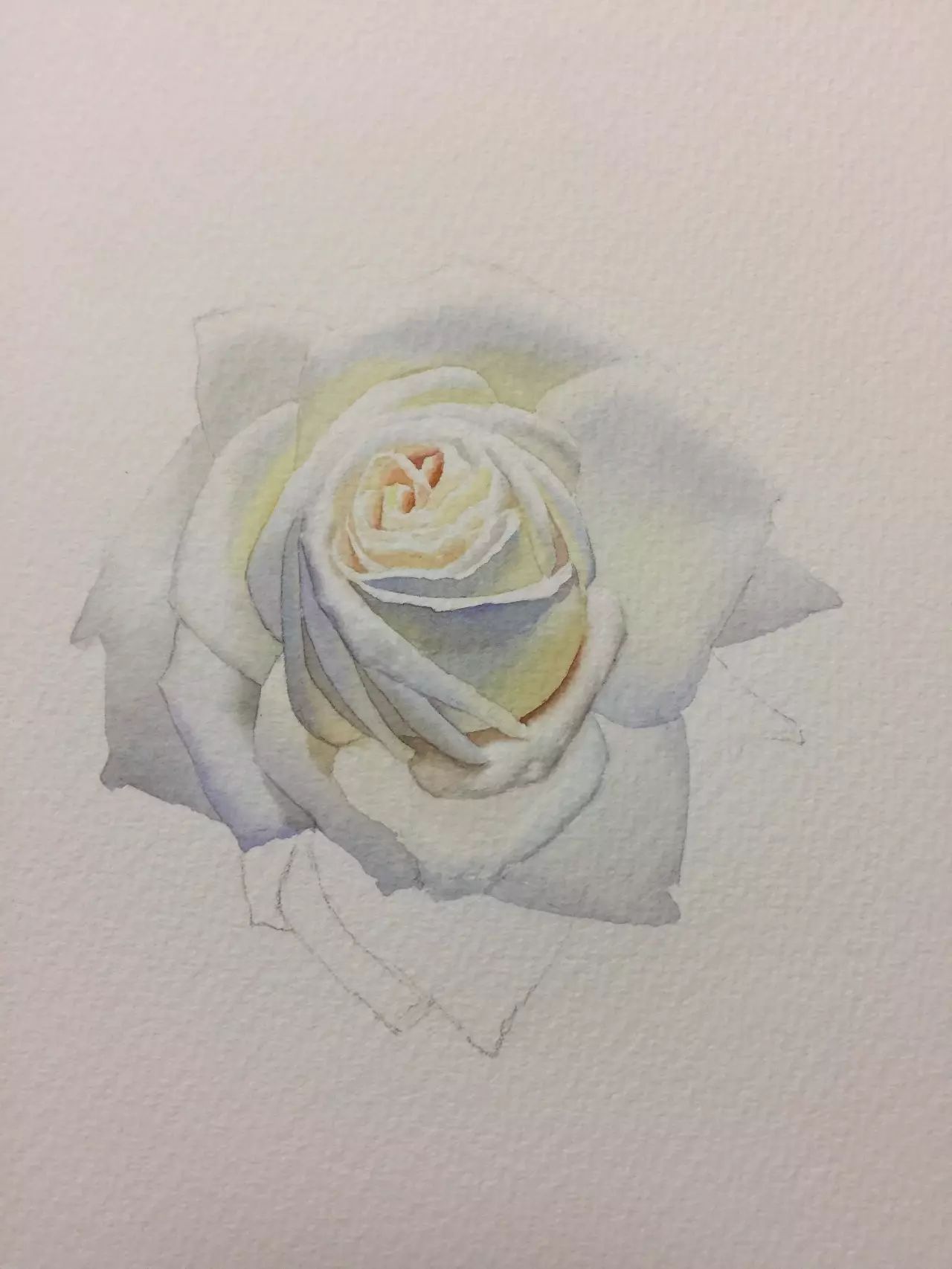 厲害了 黃老師親自示範教你畫一朵永不凋零的白玫瑰 798手繪網 微文庫