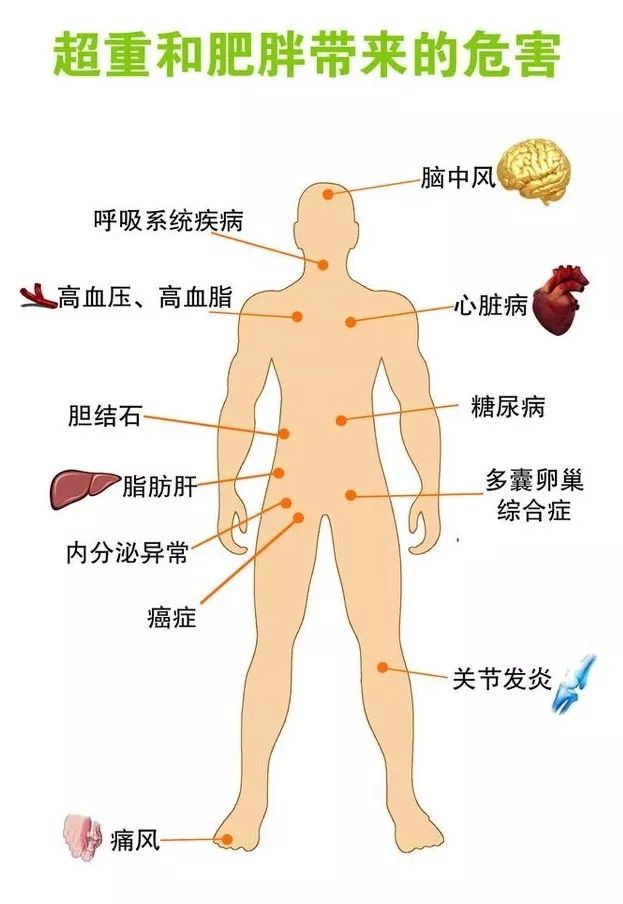 【我的瘦身日記】震驚！肥胖，真的能致癌！ 運動 第14張