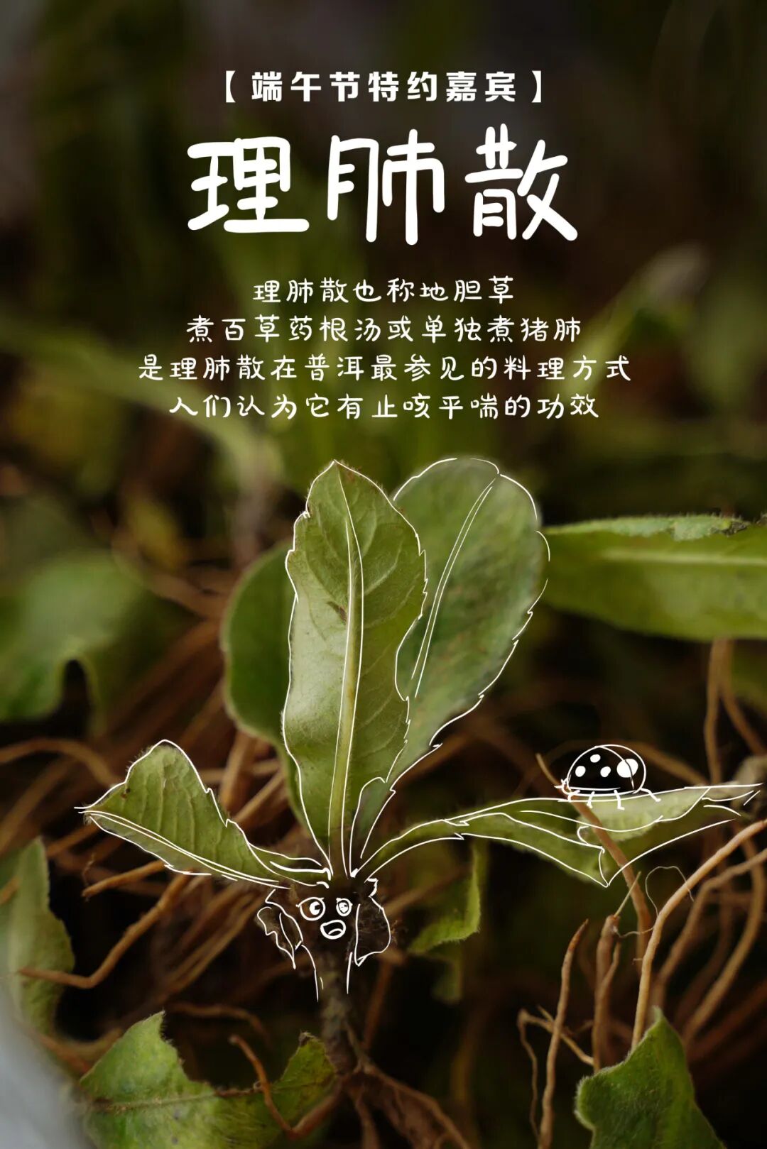 今天这碗汤是许多普洱人的心头好