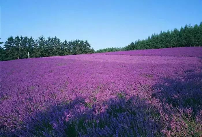 27種花園常用宿根花卉 你的花園種了哪些 裝修情報 微文庫