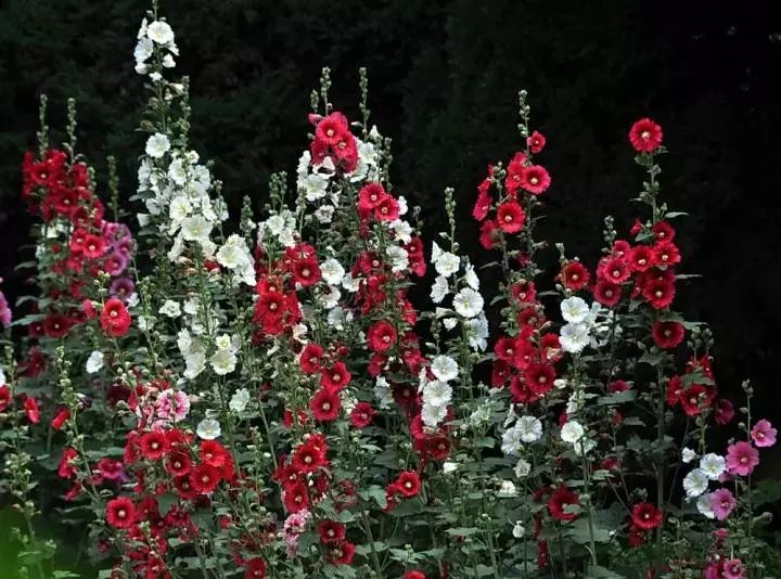 27種花園常用宿根花卉 你的花園種了哪些 裝修情報 微文庫