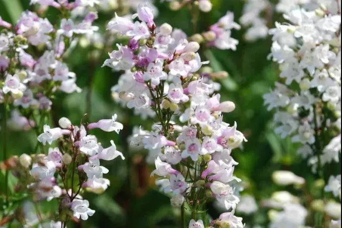 27種花園常用宿根花卉 你的花園種了哪些 裝修情報 微文庫