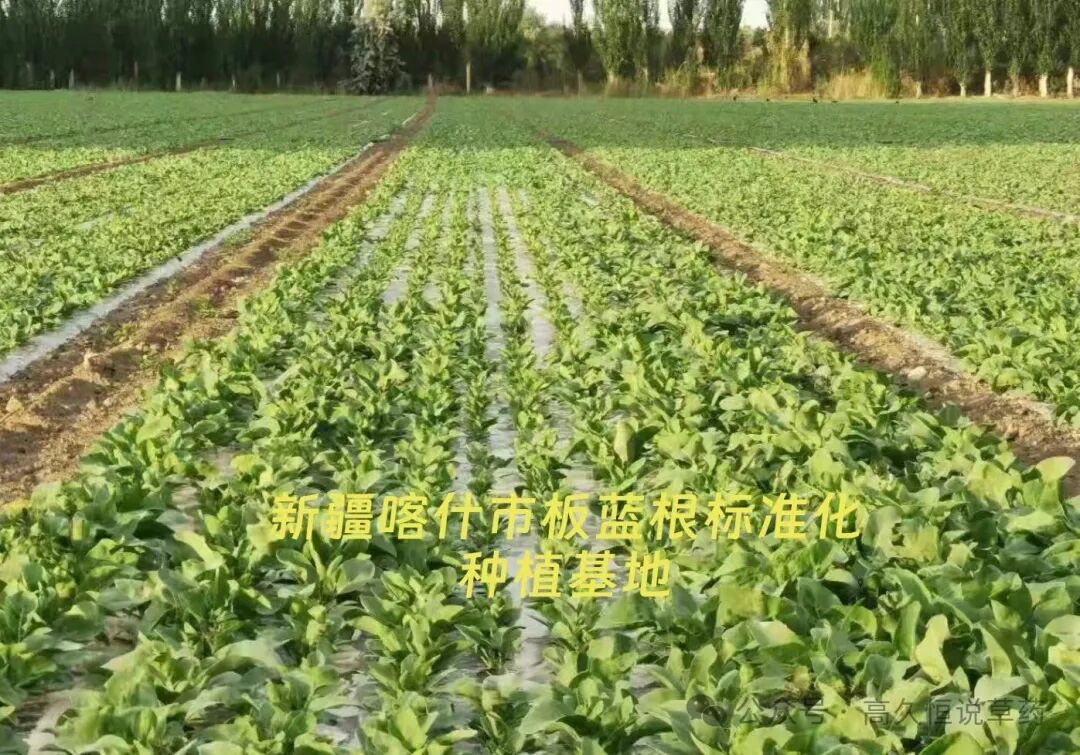 新疆种药材：别再当“跟风小弟”，要做“特色之王”！