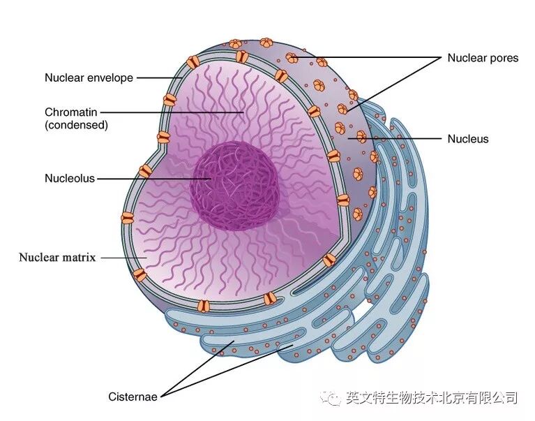 目的蛋白是核蛋白，我该拿它怎么办？