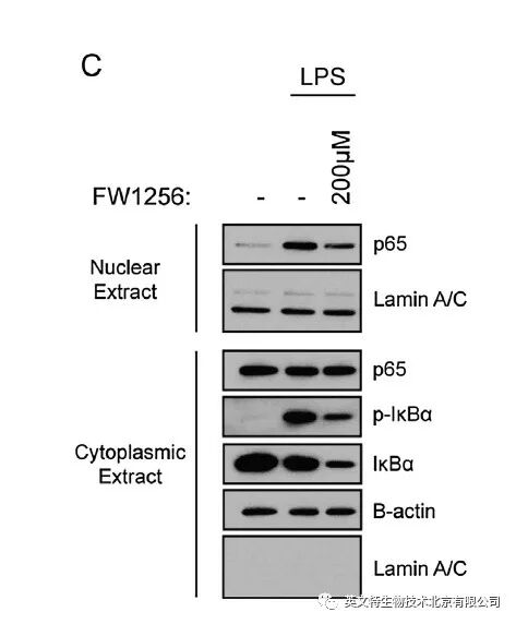 目的蛋白是核蛋白，我该拿它怎么办？