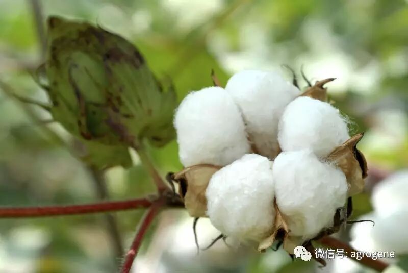 目前我们国家批准种植的转基因农作物有两种:一种是转基因棉花,一种是