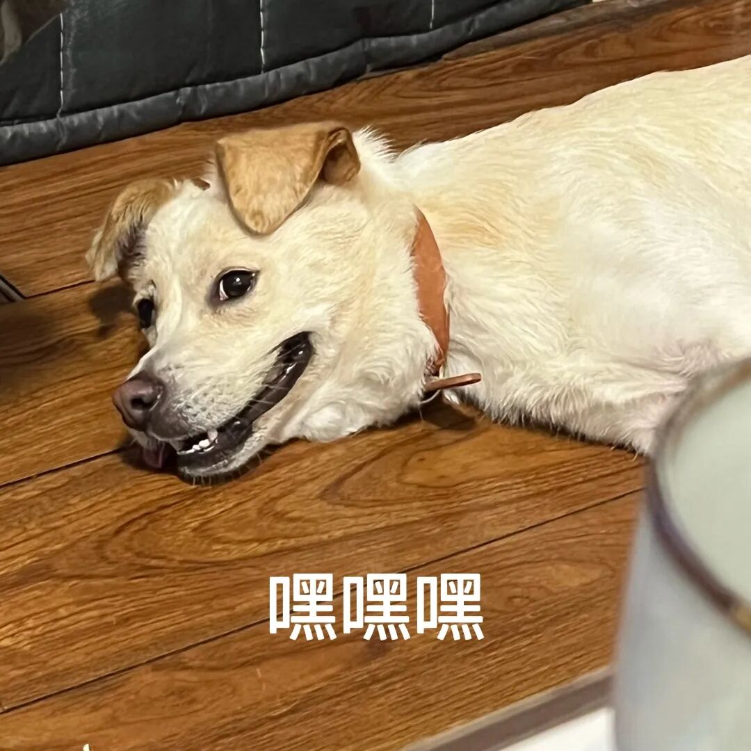 广州社保断交可以补缴吗？