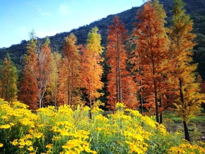 看紅葉何必北上 深圳周邊這些紅葉美翻了 錯過要再等一年 深圳特區報 微文庫