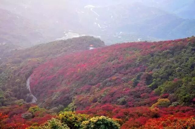 看紅葉何必北上 深圳周邊這些紅葉美翻了 錯過要再等一年 深圳特區報 微文庫