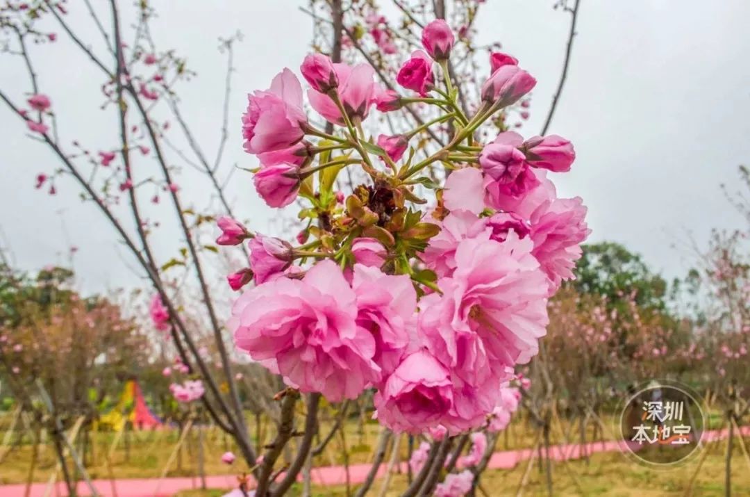 低至19.9元！大鵬百花節、野生動物園、歡樂燈會...大特價！不愁沒地方玩了！ 未分類 第11張