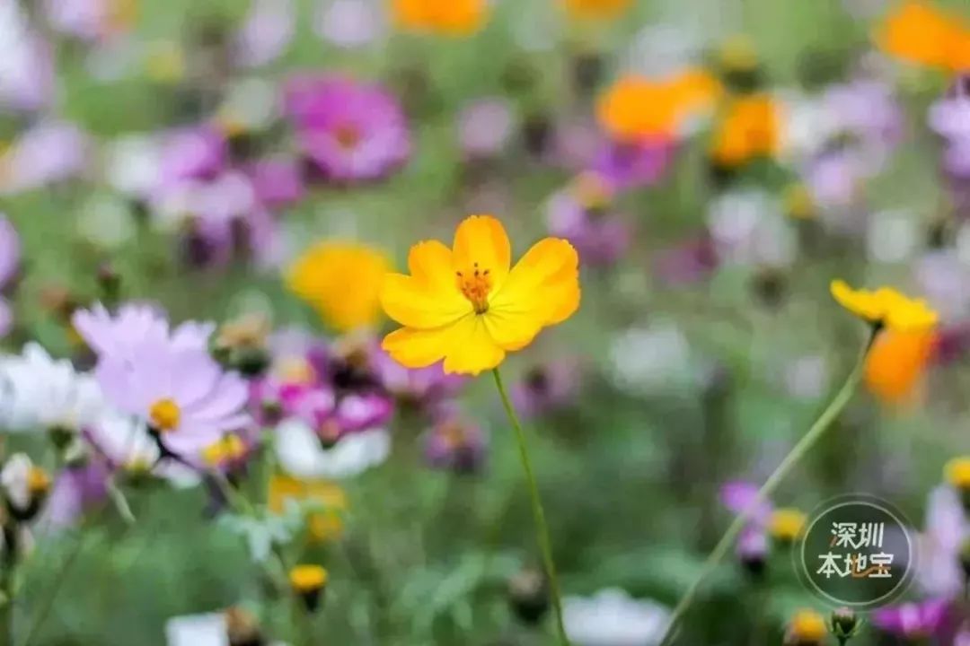 低至19.9元！大鵬百花節、野生動物園、歡樂燈會...大特價！不愁沒地方玩了！ 未分類 第30張