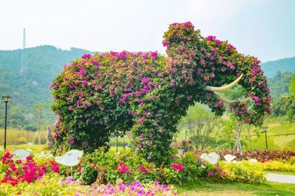 花團錦簇！深圳又一新景點開放！關鍵是人少還免費！ 旅遊 第23張