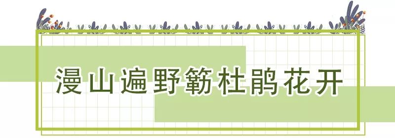 花團錦簇！深圳又一新景點開放！關鍵是人少還免費！ 旅遊 第5張