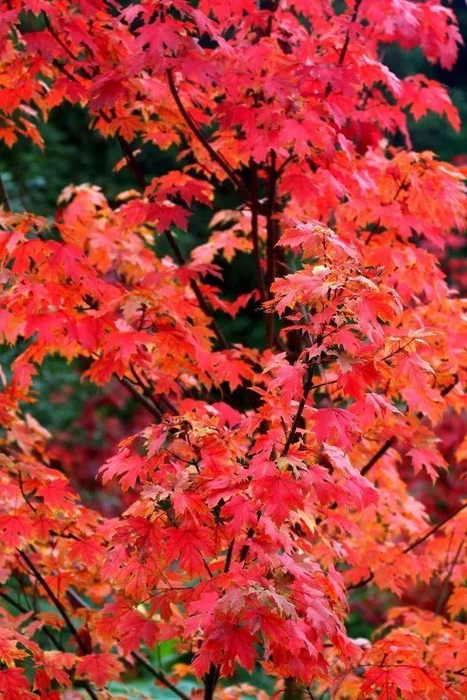 四川最美的15個紅葉區，一到秋天就燃成一片片紅海！ 旅行 第8張