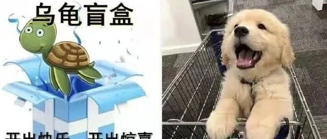 21岁女孩命丧毒蛇之口：活体快递，害人害己！