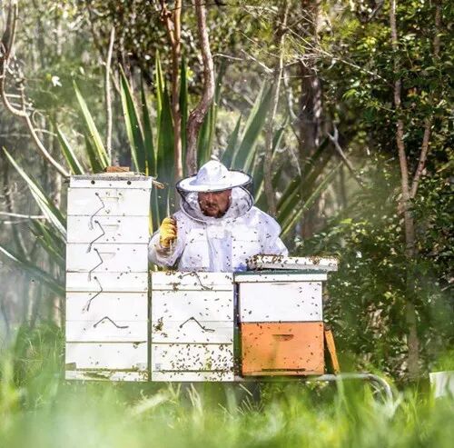 中蜂蜂箱哪种最适合？中蜂蜂箱小型化测试和饲养管理