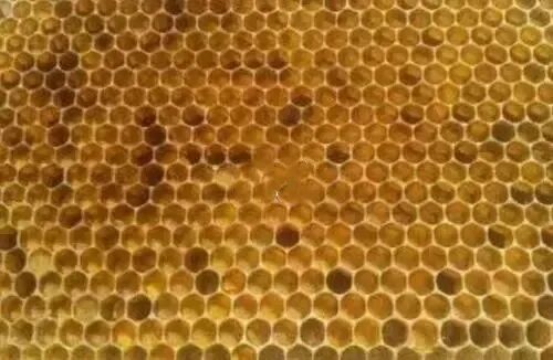蜂粮脾的保存方法，蜂粮脾的提存和利用