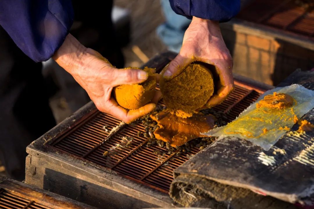 蜜蜂配合饲料喂什么好？蜜蜂配合饲料原料及配方