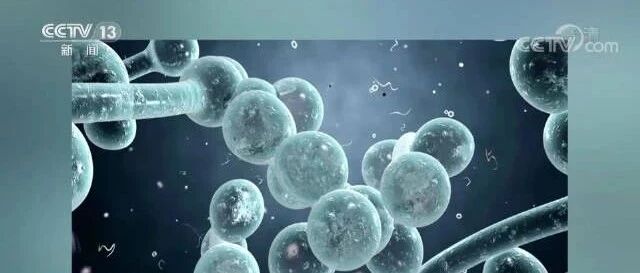 新冠病毒方兴未艾，超级真菌又来雪上加霜？丨微生物的那些事儿