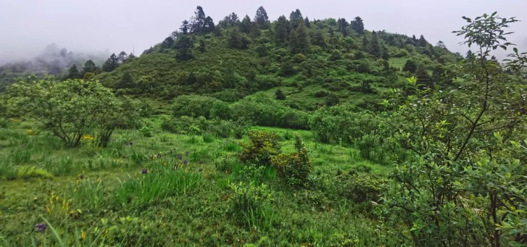 喜馬南麓——日喀則調查丨尋找青藏高原的昆蟲丨青藏科考 旅遊 第18張