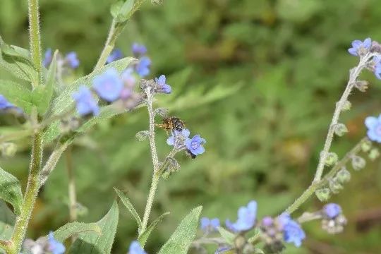 走進「西藏江南」丨尋找青藏高原的昆蟲丨青藏科考 旅遊 第43張