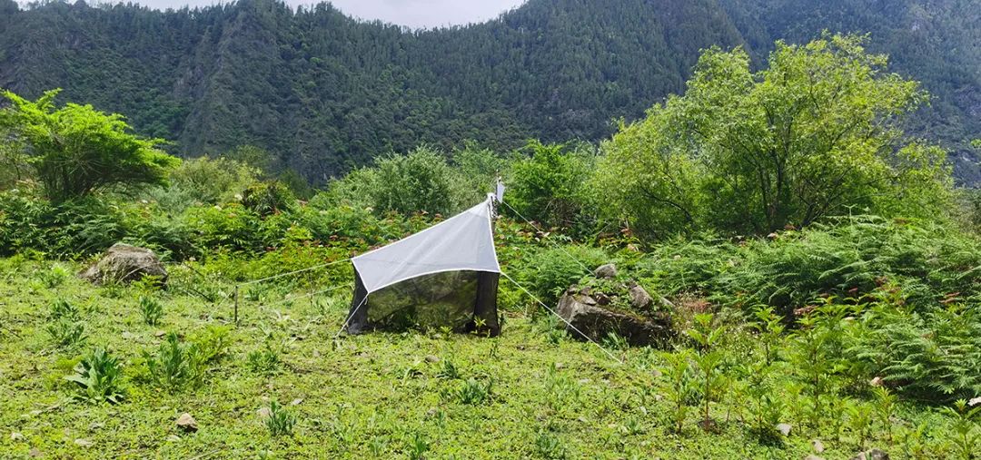 走進「西藏江南」丨尋找青藏高原的昆蟲丨青藏科考 旅遊 第6張