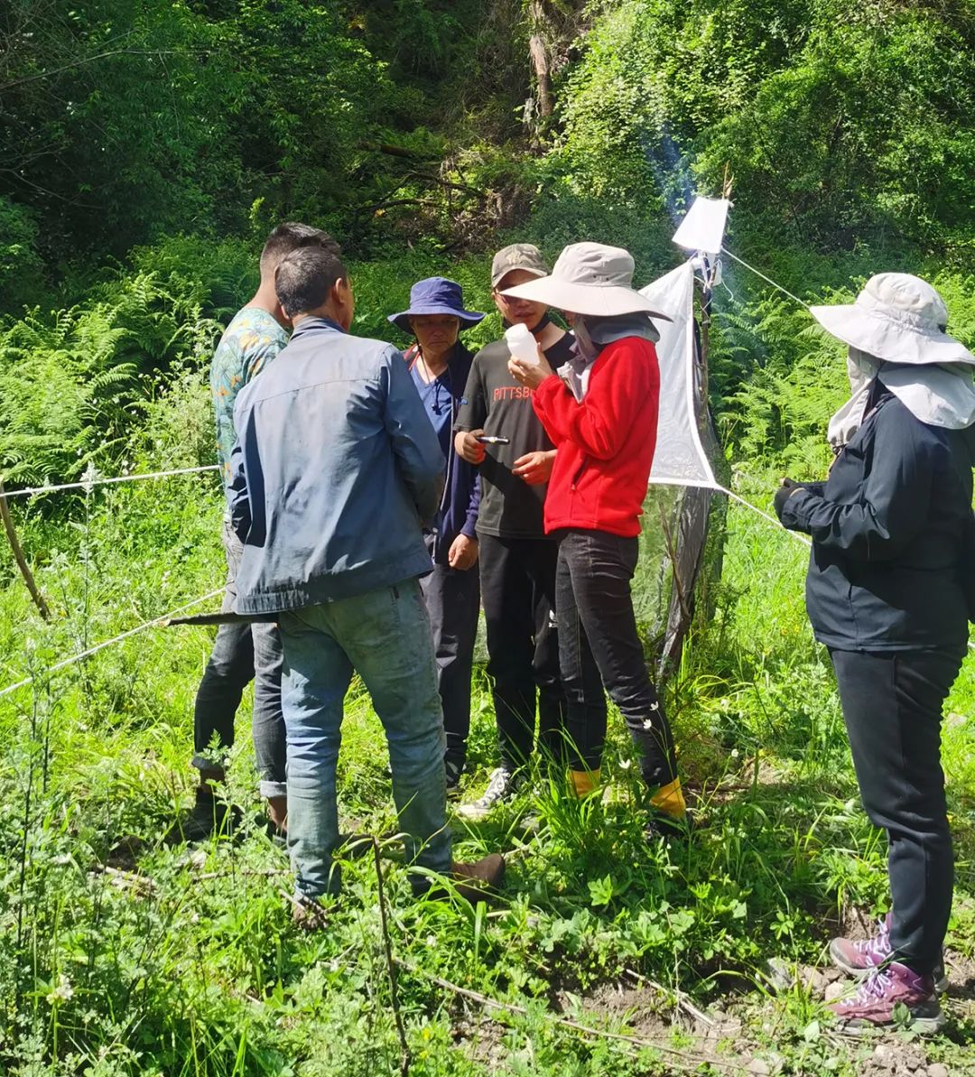 走進「西藏江南」丨尋找青藏高原的昆蟲丨青藏科考 旅遊 第5張