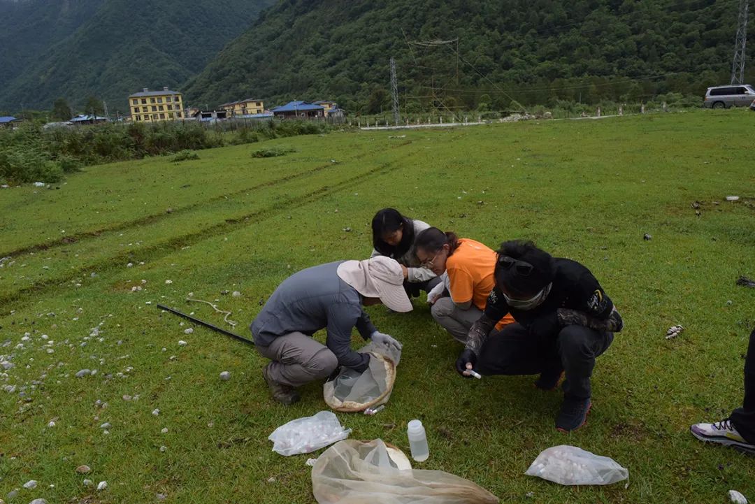 走進「西藏江南」丨尋找青藏高原的昆蟲丨青藏科考 旅遊 第41張