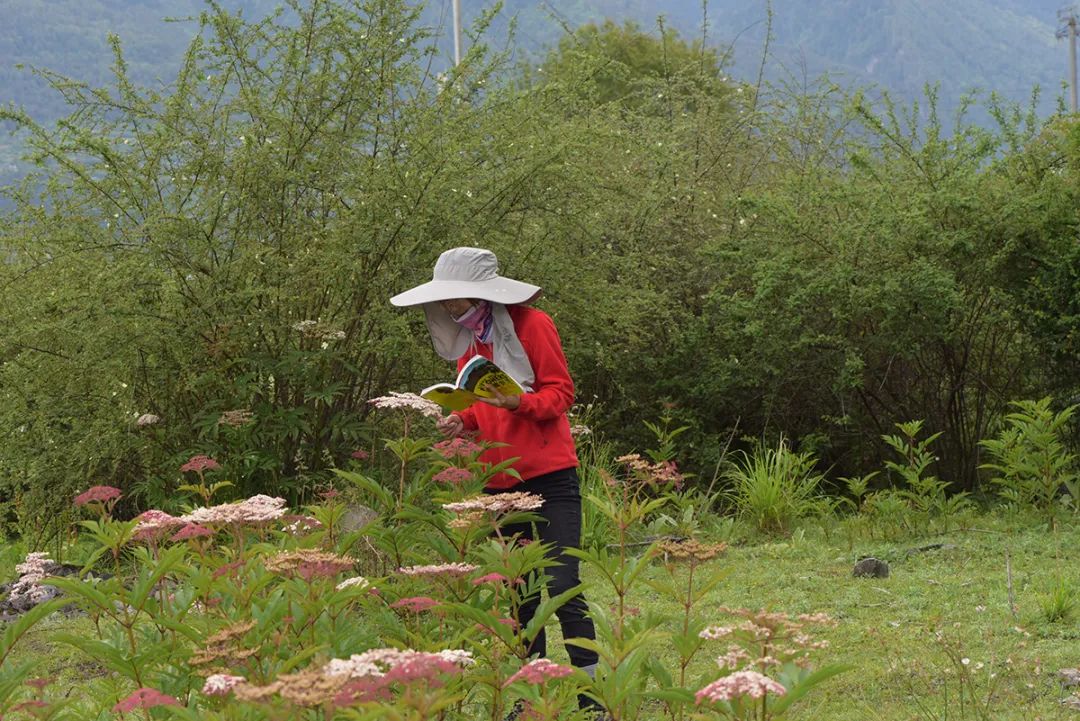 走進「西藏江南」丨尋找青藏高原的昆蟲丨青藏科考 旅遊 第12張